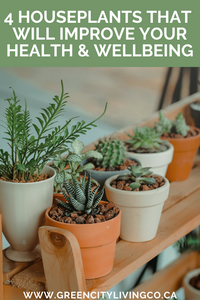 4 AMAZING Houseplants That Are Good for Your Health